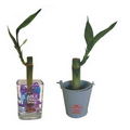 Single Lucky Bamboo in Glass or Metal Bucket